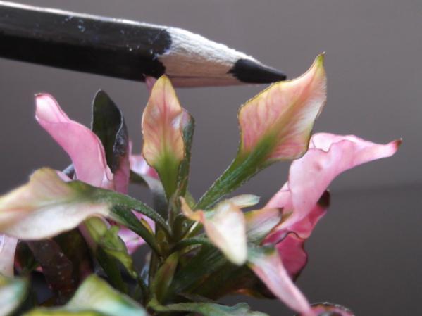 Alternanthera2