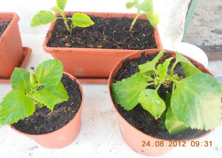 Altre Talee di Hibiscus in terra :)