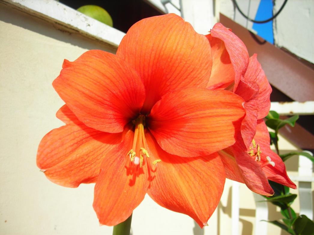 amarillis hippeastrum.....salmone!