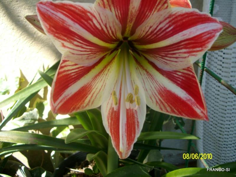 amaryllis bi colour