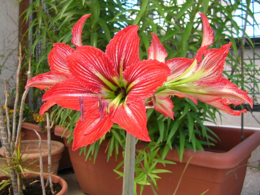 amaryllis.