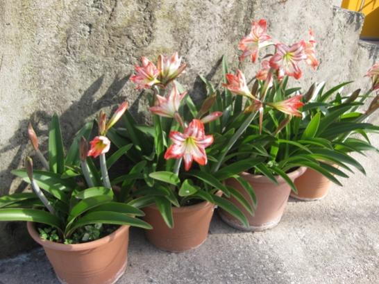 amaryllis2