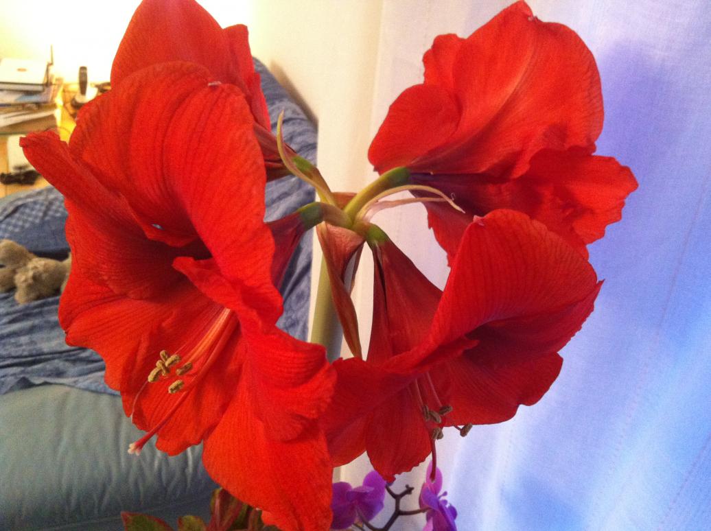 amaryllis4