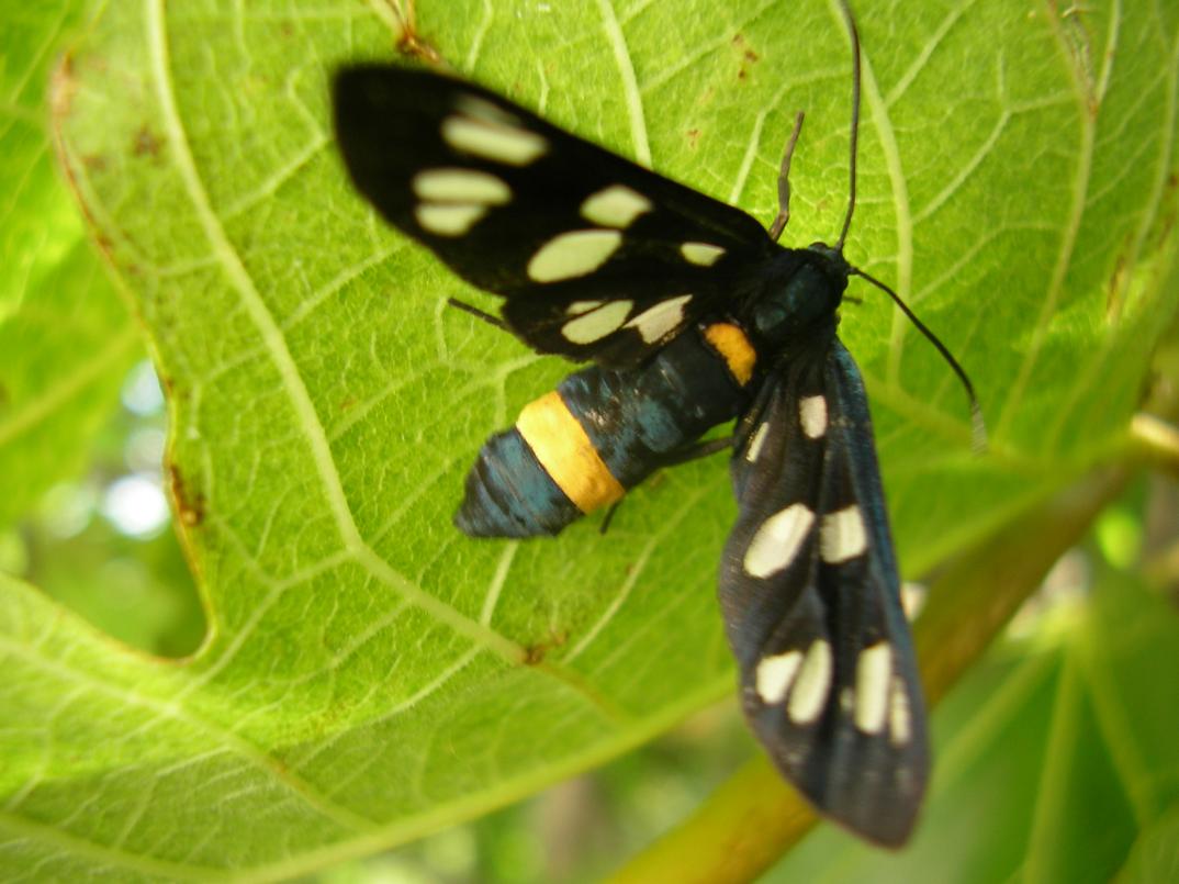 Amata phegea (Syntomis phegea) lepidottero su foglia di fico