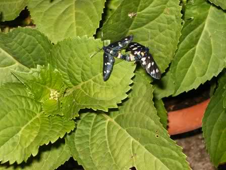 Amata (Syntomis) phegea (2009 su Hydrangea)