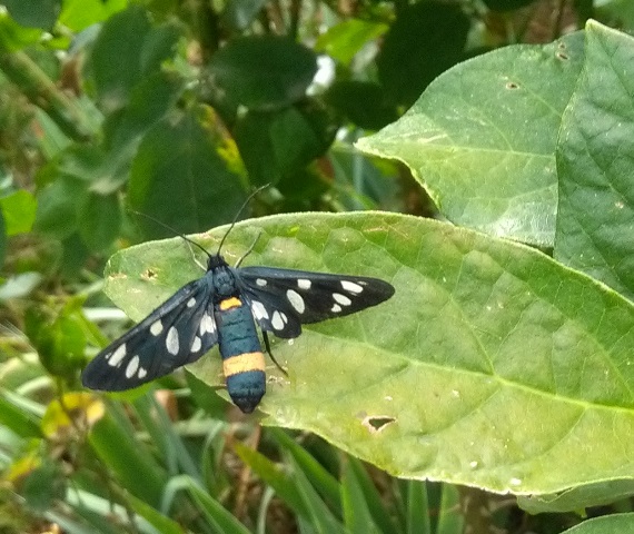 Amata (Syntomis) phegea su Calycanthus floridus 30 giugno 2017