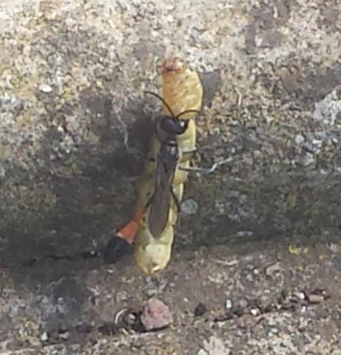 Ammophila sabulosa (Famiglia Sphecidae, “vespe scavatrici” – sottofamiglia Ammophila), chiamata anche "Vespa della sabbia" con bruco-preda