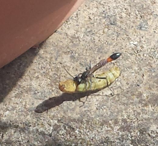Ammophila sabulosa (Famiglia Sphecidae, “vespe scavatrici” – sottofamiglia Ammophila), chiamata anche "Vespa della sabbia" con bruco-preda