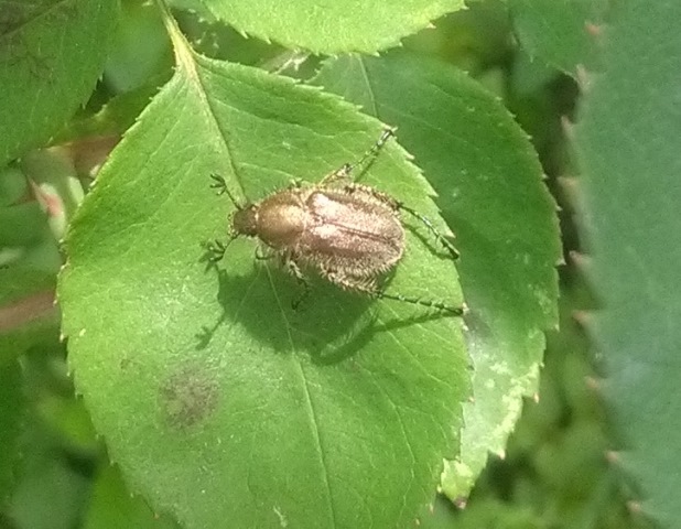 Amphicoma carceli femmina (Laporte, 1832) - Glaphyridae