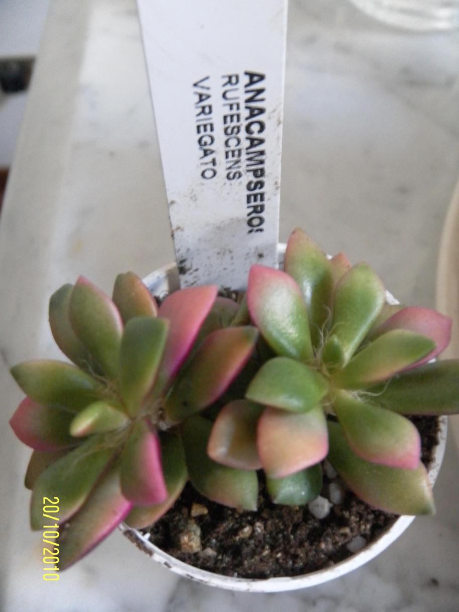 anacampseros rufescens variegato