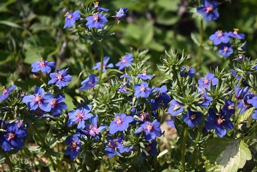 Anagallis Arvensis Caerulea