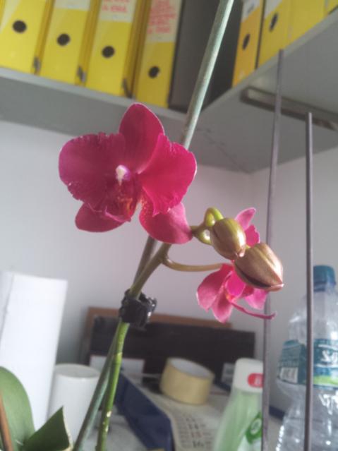 Anche se questi fiori sono più piccolini rispetto a quelli del primo stelo.. :)