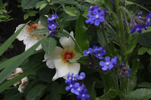 Anchusa A. rosa Old wind   Copia