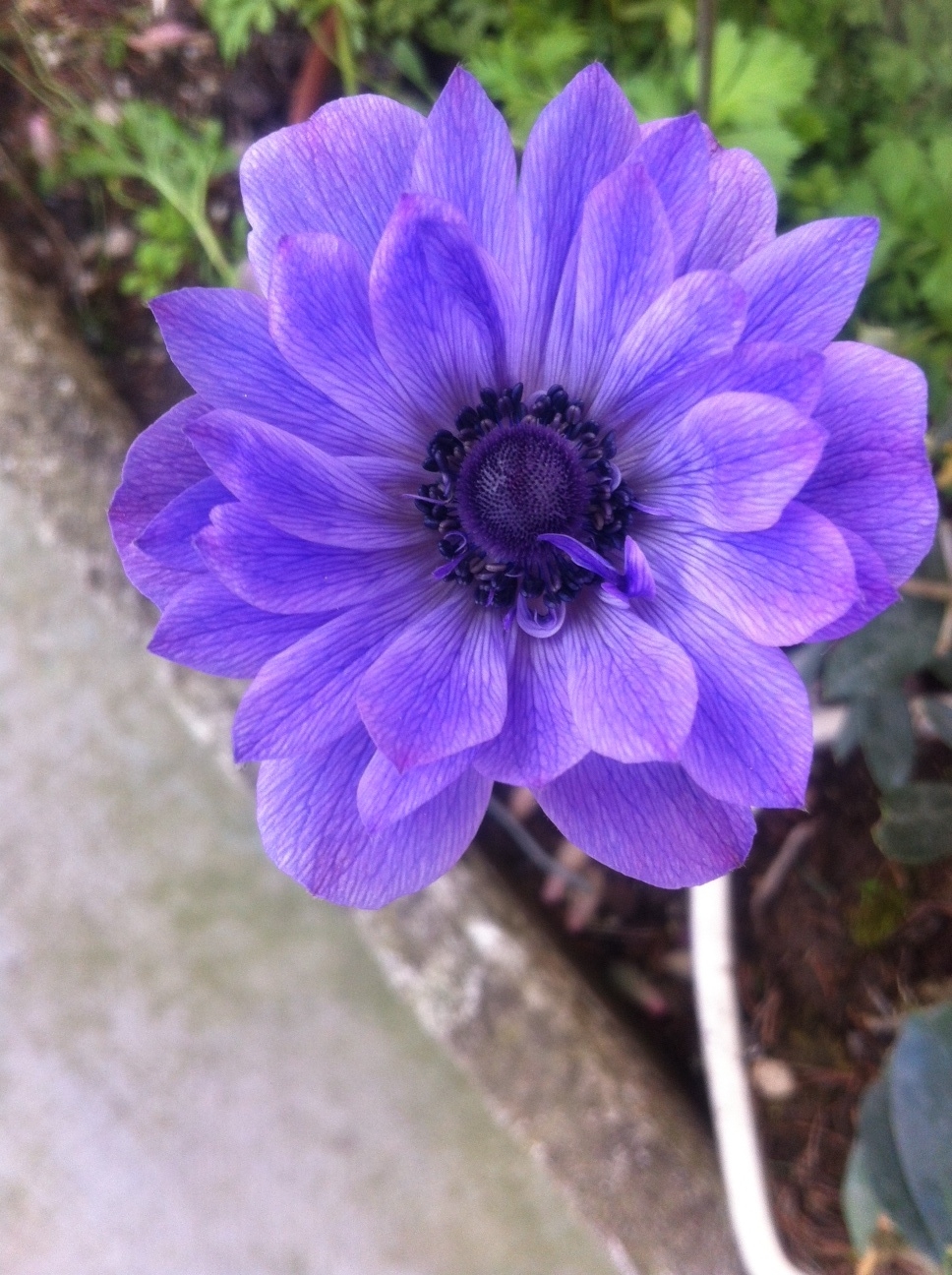 Anemone 2016