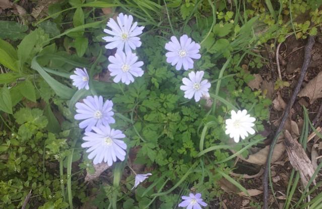 Anemone blanda 2