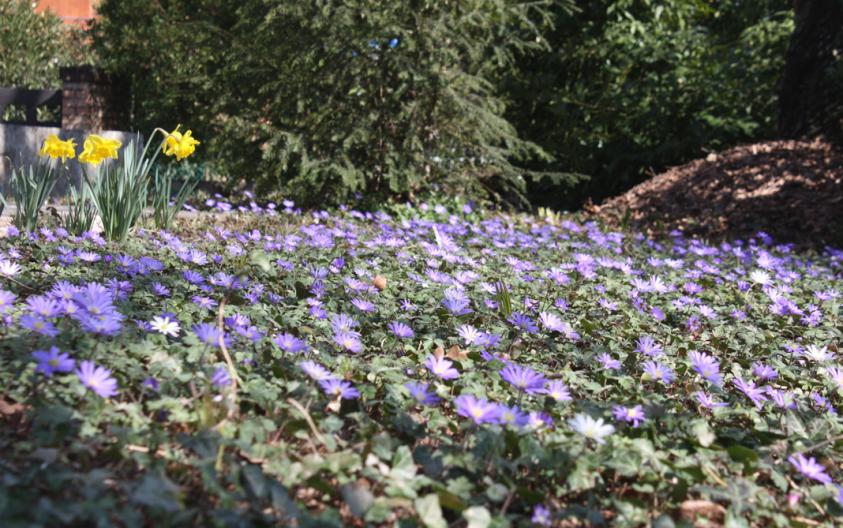 anemone blanda