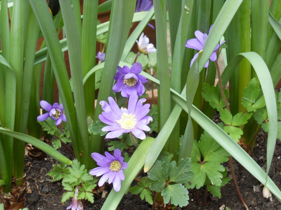 ANEMONE BLANDA