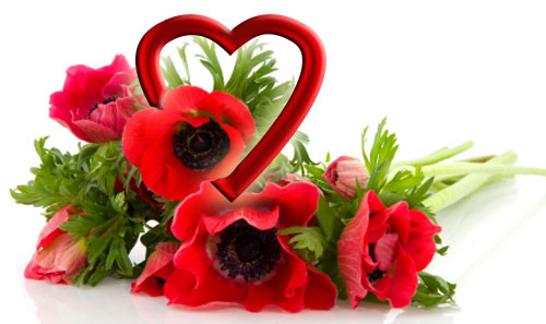 anemone cuore500