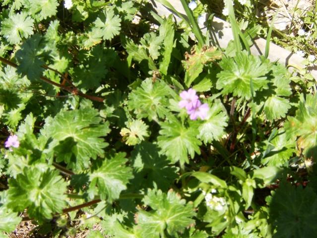 Anemone hortensis