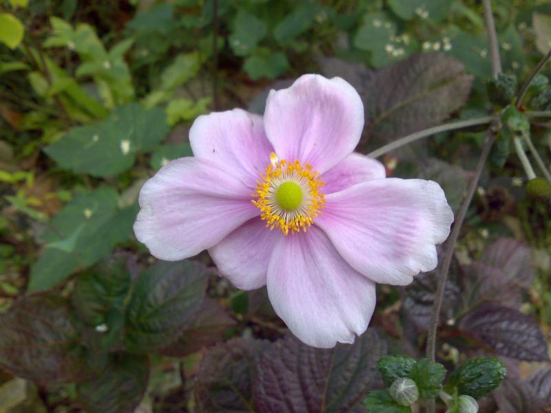 anemone