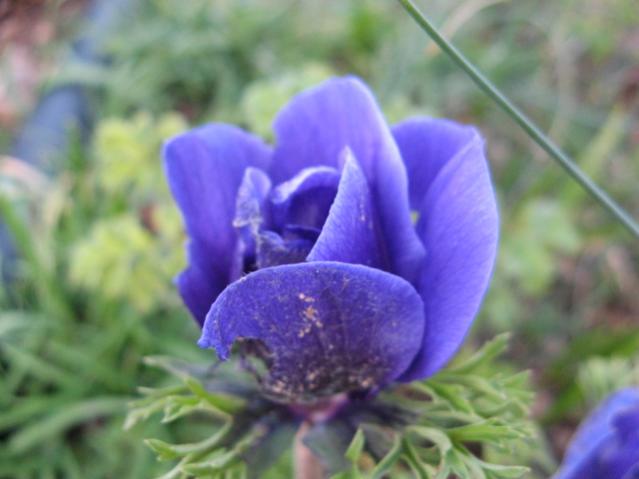 anemone_2073.