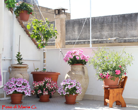 angolo dei fiori in terrazzo