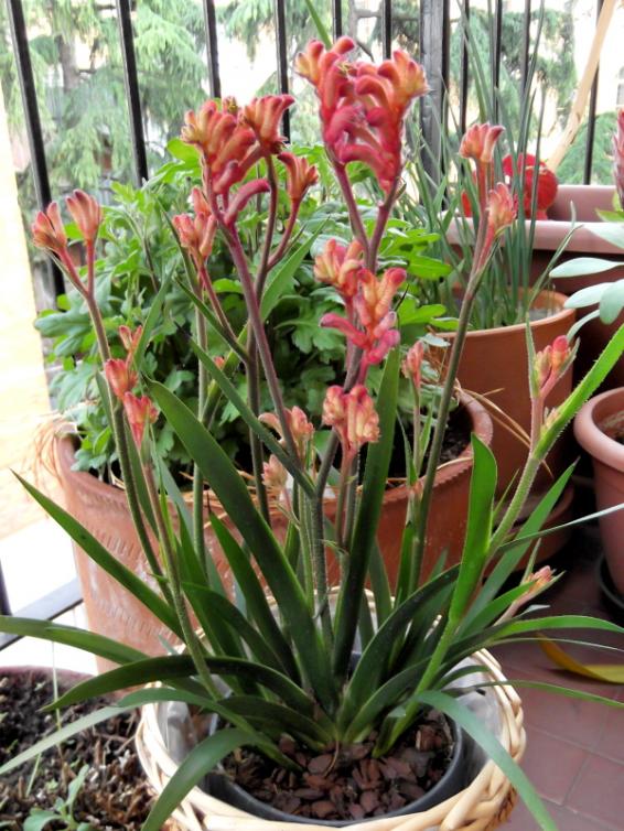 Anigozanthos1
