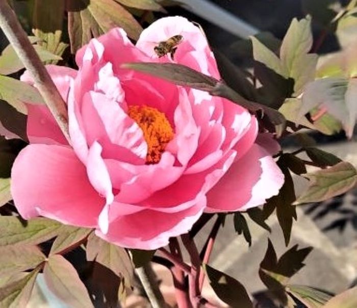 Ape da identificare Su Paeonia-“Hanakisoi-Light-Pink”