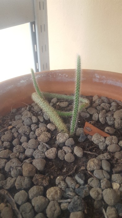 Aporocactus Flagelliformis