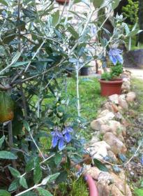 Aprile '14 - Teucrium Fruticans