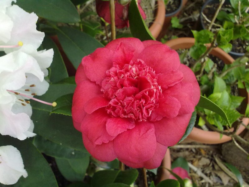 AprilTrystFlower