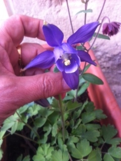 Aquilegia 2016