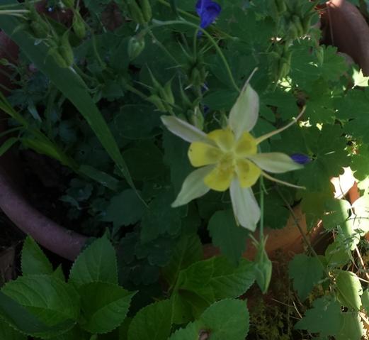 Aquilegia caerulea