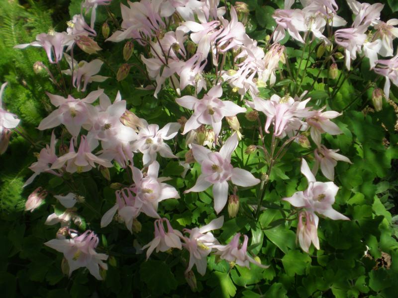 aquilegia