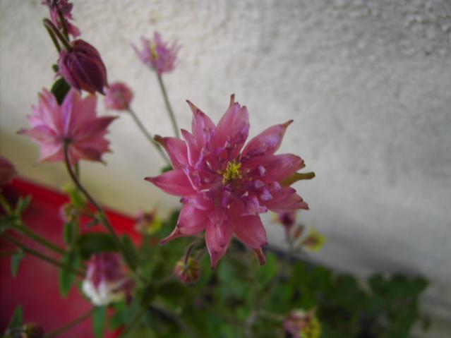 Aquilegia