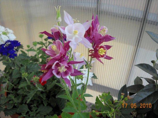 Aquilegia