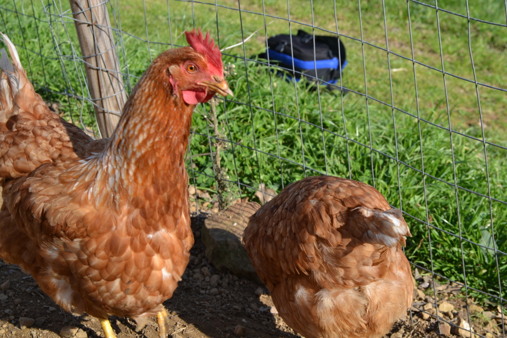 Arancina alias Ara