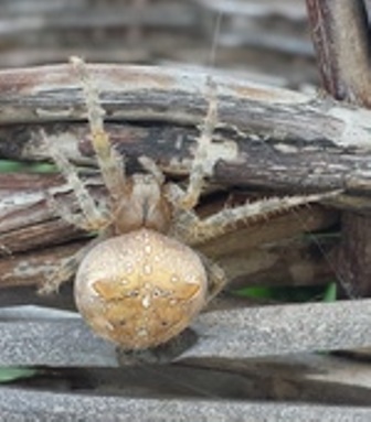 Araneus diadematus