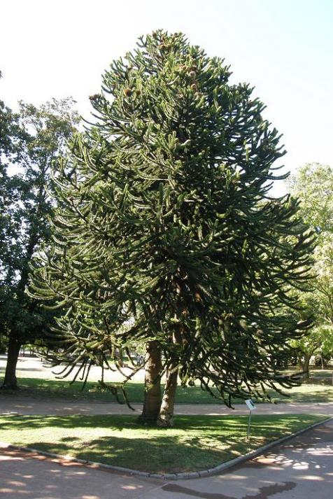 Araucaria araucana