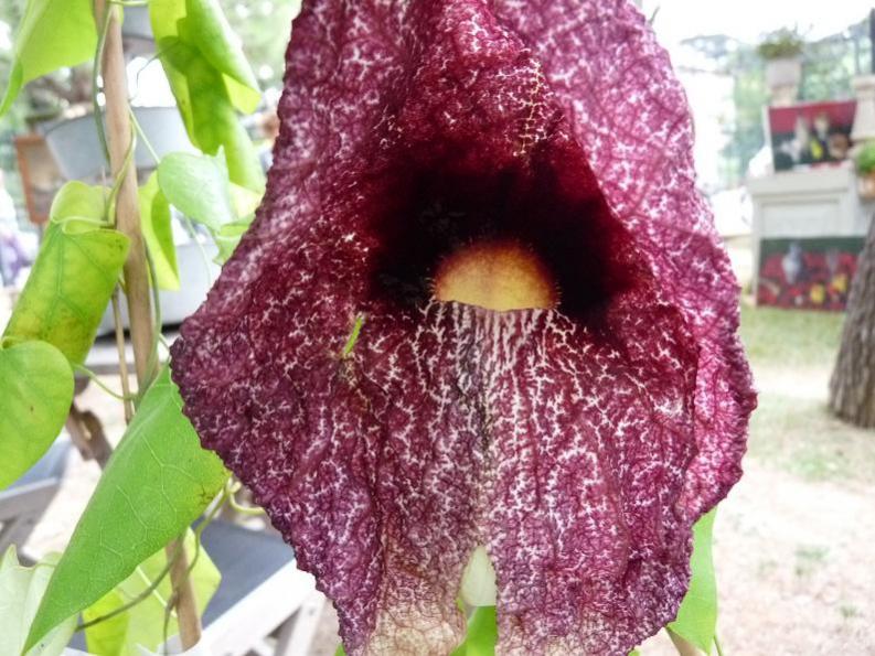 aristolochia gigantea