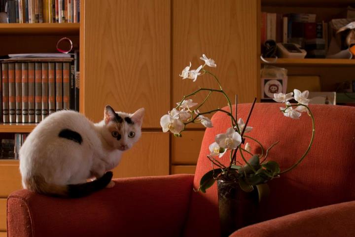 Armonie di casa: gatto, orchidea e keiki Phal nr2 + Phal nr2A