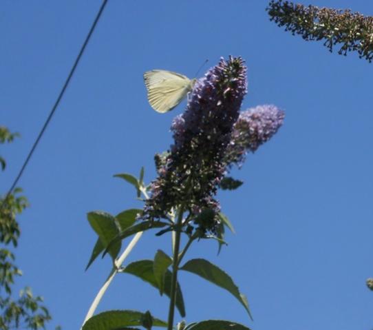 Artogeia (Pieris) rapae (Cavolaia minore o Rapaiola)