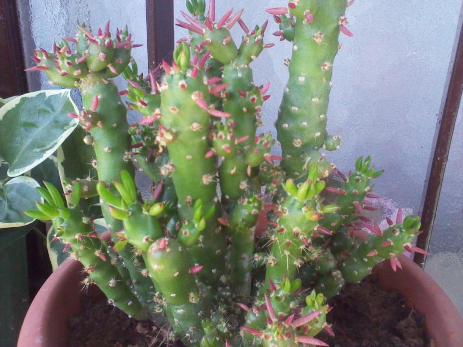 Astrocylindroopuntia Clavata