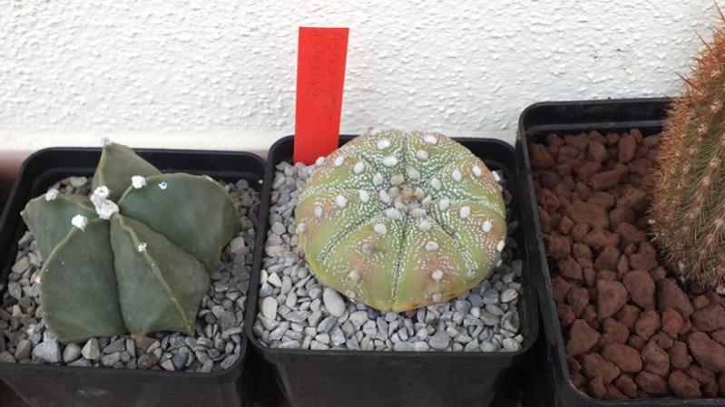 Astrophytum Asterias