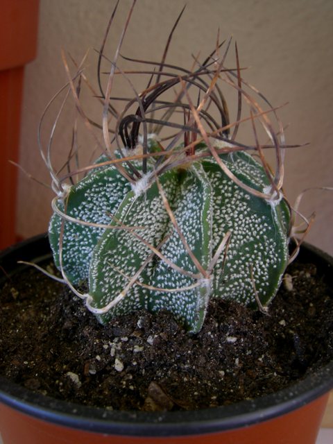 Astrophytum capricorne