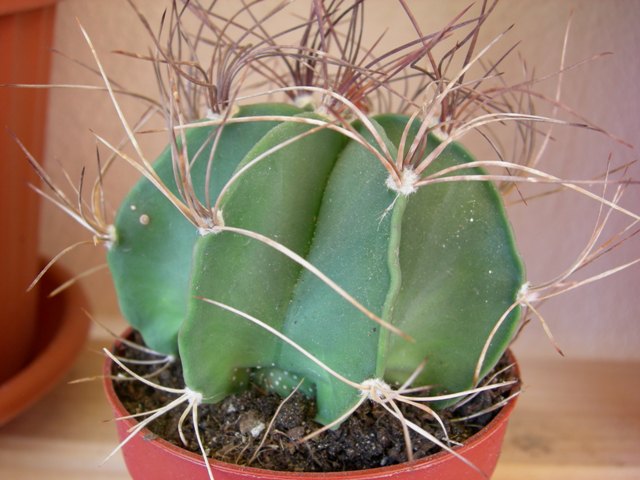 Astrophytum capricorne