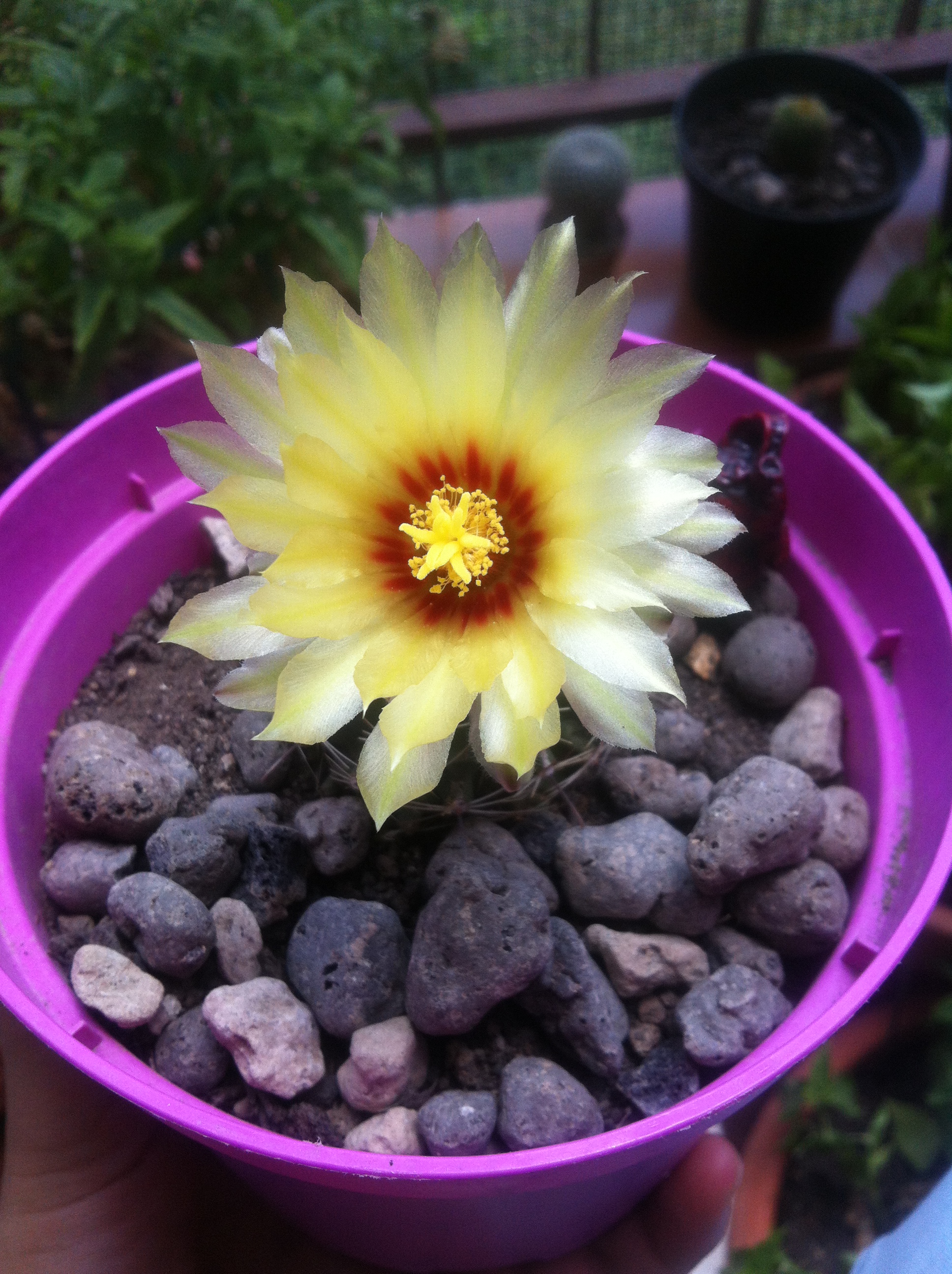 Astrophytum Capricorne.