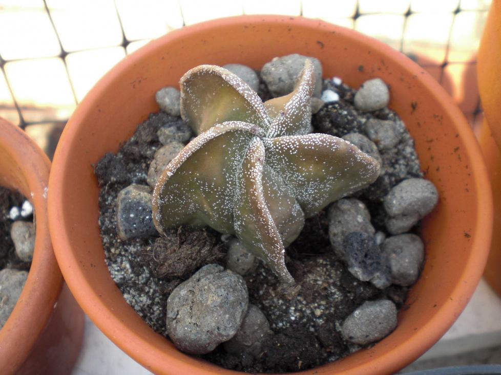 Astrophytum myriostigma