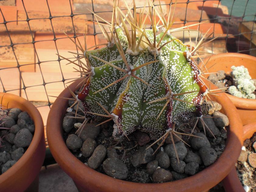 Astrophytum ornatum f.ma glabrescens