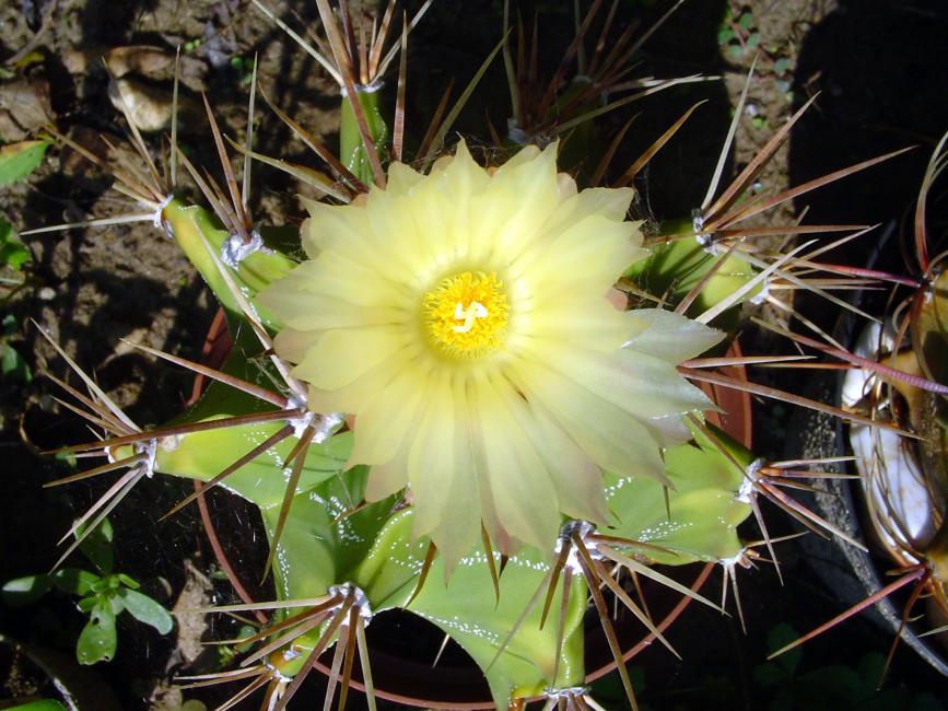 Astrophytum ornatum - temperatura minima sopportata: -12°C